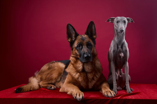 portrait of a two dogs on a red background