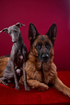 portrait of a two dogs on a red background