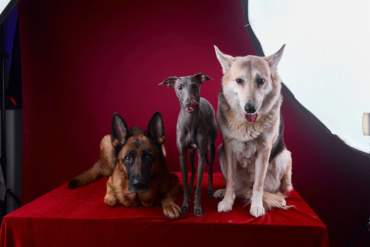 portrait of a three dogs on a red background