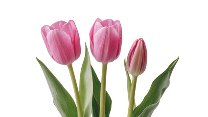 Obraz premium Vibrant pink Tulips with lush green Leaves and stems