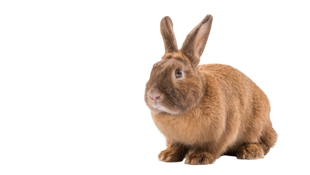 Brown fluffy rabbit sitting facing left with long ears
