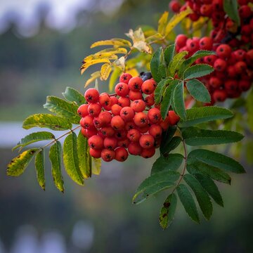 Close-up of a vibrant rowan branch, showcasing a cluster of bright orange berries and green, serrated leaves against a blurry background