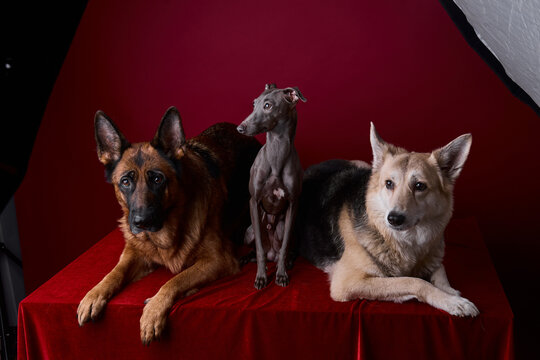 portrait of a three dogs on a red background