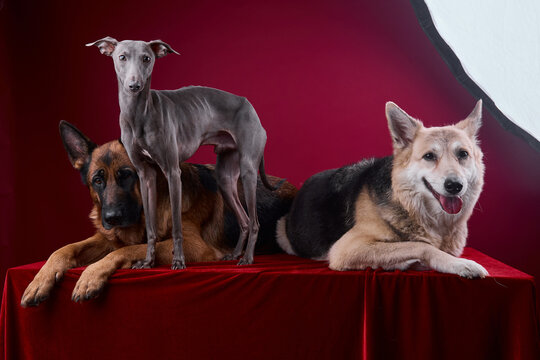 portrait of a three dogs on a red background