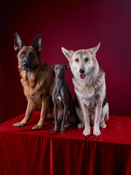 portrait of a three dogs on a red background