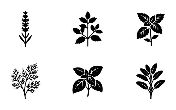Minimalist herb icon set, black botanical silhouettes of culinary plants, 6 vector herb illustrations including lavender and basil for kitchen branding