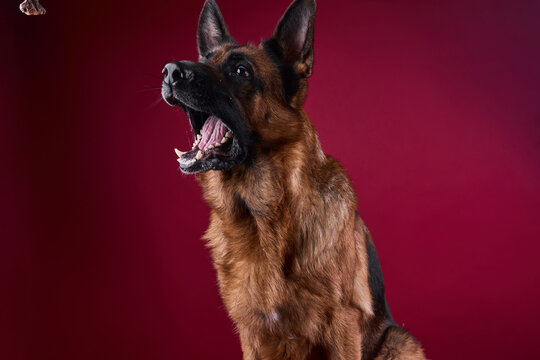 a large dog with an open mouth catches a treat in the air