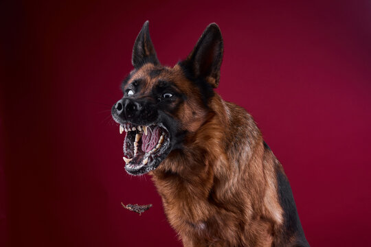 a large dog with an open mouth catches a treat in the air