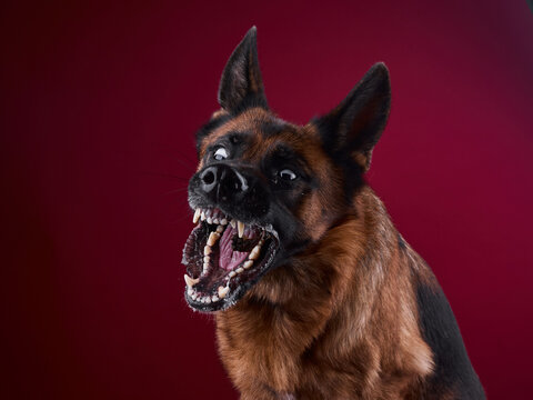 a large dog with an open mouth catches a treat in the air