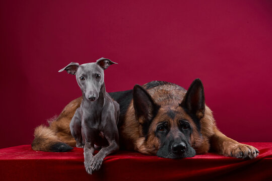 portrait of a two dogs on a red background