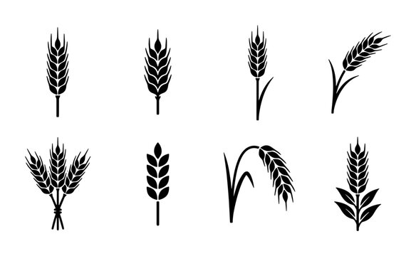 Wheat ear black silhouette icons, organic grain cereal stalks set of 8 vectors, agricultural barley and rye plant symbols for bakery logo design