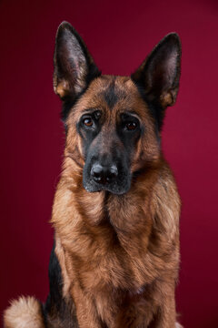 portrait of a two dogs on a red background