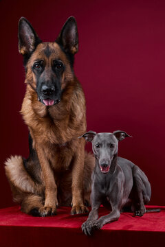 portrait of a two dogs on a red background