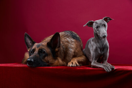 portrait of a two dogs on a red background