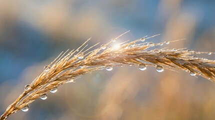 Fototapeta premium Close up of morning dew droplets on a wild wheat stalk at sunrise with soft golden light.