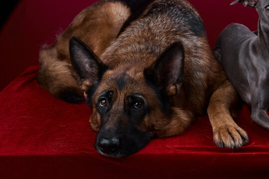 portrait of a dog on a red background