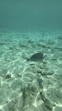 Smooth trunkfish swimming in shallow clear water