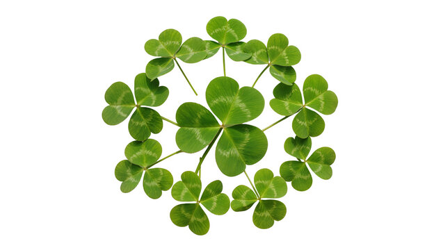 Circular arrangement of vibrant green four-leaf clover plants
