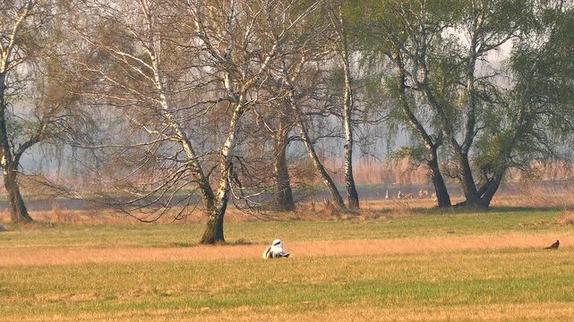 courting great bustard in beautiful landscape 310