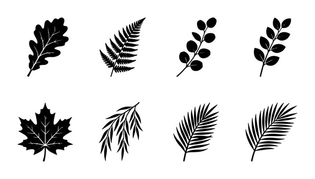 Black leaf silhouettes set, 8 botanical vector icons including maple and oak, minimalist foliage elements for nature logo design and autumn branding