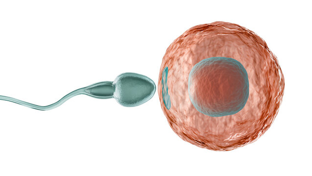 Blue Sperm Cell Approaching Brown Human Egg Cell