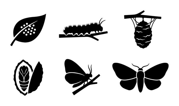 Butterfly life cycle silhouette icons, set of 6 insect metamorphosis stages vector, caterpillar and cocoon development symbols for biology education