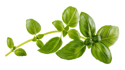 Fresh Green Basil Leaves and Stem on White Surface © Nuria