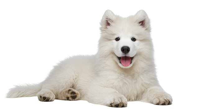 Fluffy white Samoyed puppy lying down and looking at camera