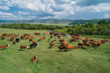 Fototapeta premium Aerial view captures herd of a cattle and horses graze peacefully in a vast green mountain valley near a winding river on a clear summer day