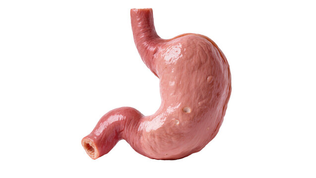Pink Human Stomach Organ with Tubular Connections and Surface Texture