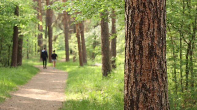 A young couple walking in a summer park. The silhouettes of a man and a woman walk along a path between the trees. The camera focuses on the pine tree trunk.