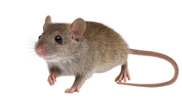 Gray House Mouse Standing Profile View with Long Tail