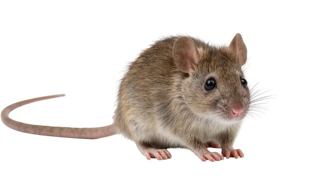 Gray House Mouse with Long Tail and Whiskers
