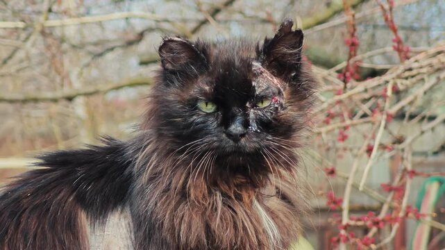 Battle scarred tomcat with wounds in nature setting