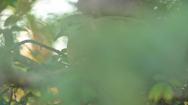 Little dove, a beautiful little dove in its nest of twigs in a jaboticaba tree in Brazil, selective focus, slow motion.