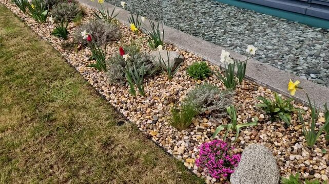 flowerbed also features pink cushions of the flamboyant and red or yellow tulips. Mulching: The flowerbed is covered with decorative aggregate gravel, which serves as an alternative to mulching bark. 