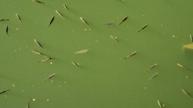 small freshwater most likely fry juvenile fish or a small species like minnows or bleak.
​Given murky green water and the way they are schooling near the surface, here are a few likely Common Bleak Eu