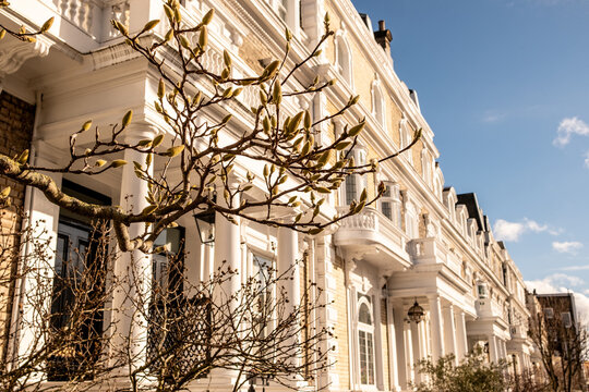 LONDON - Elegant white Victorian houses with magnolia tree on sunny Fulham Road street