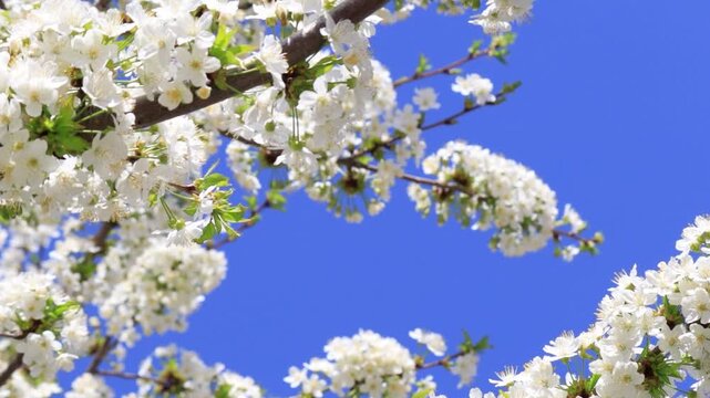 White cherry blossom branch swaying in wind against blue sky, spring blooming tree with white buds and flowers, copy space for text, close up sakura branch in motion, seasonal nature background, fresh