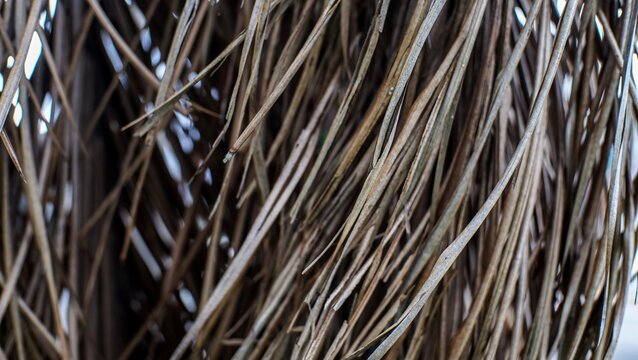 Macro view of natural brown coconut palm leaf midribs (lidi) forming a traditional broom texture. This abstract shot highlights the organic lines, repetition, and rustic patterns