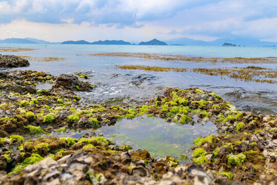 Intertidal zone with rocky outcrops, seaweed patches, and distant mountains under cloudy sky
