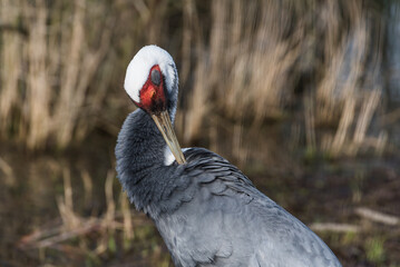 Fototapeta premium Close-up Portrait of a White-naped Crane with Distinctive Red Eye Patch and Elegant Plumage 