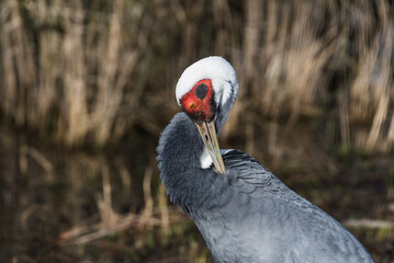 Fototapeta premium Close-up Portrait of a White-naped Crane with Distinctive Red Eye Patch and Elegant Plumage 