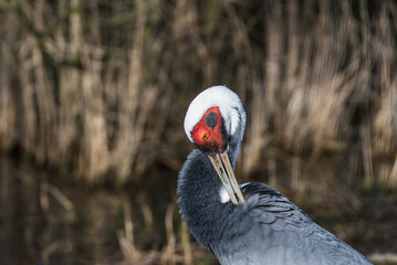 Fototapeta premium Close-up Portrait of a White-naped Crane with Distinctive Red Eye Patch and Elegant Plumage 