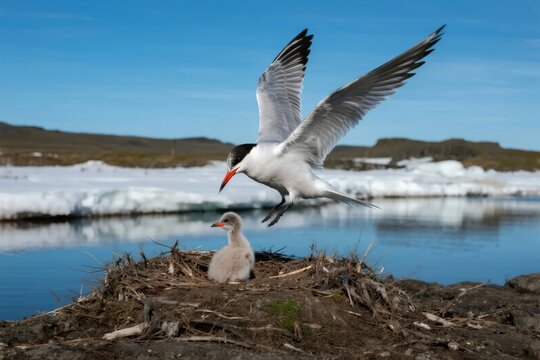 Adult tern in flight above chick in nest near icy shoreline