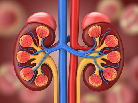 Anatomical illustration of human kidneys with blood vessels and ureters
