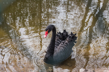 Naklejka premium Elegant Black Swan Swimming in a Pond with Golden Water Reflections in Bird Park Niendorf 