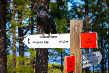 Obraz premium Canary Island Raven Overlooking Volcanic Hiking Trail; Ruta de los Volcanes La Palma; Wildlife Sentinel in High Altitude Wilderness and Black Lava Landscape