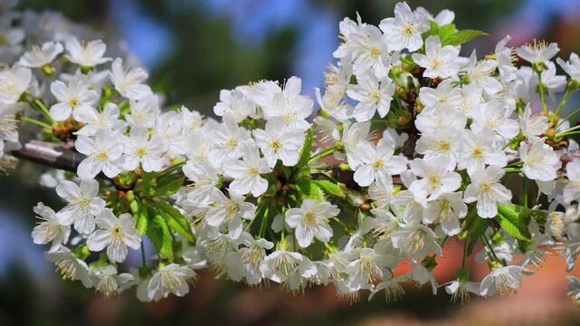 White cherry blossom branch swaying in wind against blue sky, spring blooming tree with white buds and flowers, copy space for text, close up sakura branch in motion, seasonal nature background, fresh