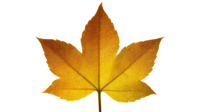 Golden Autumn Maple Leaf with Detailed Veins and Stem